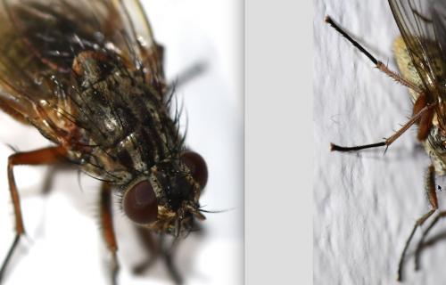 Phaonia tuguriorum